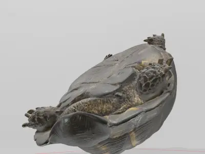 Tortois turtle 3D model