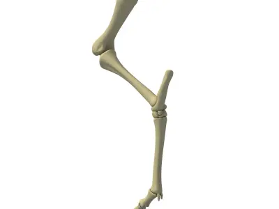 Skeleton of Animal Femur  3D model