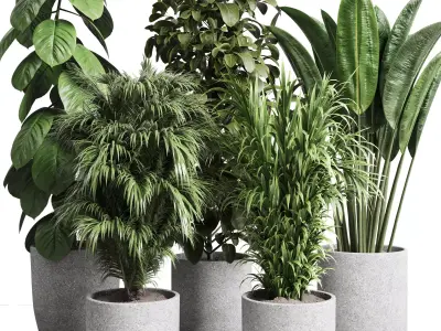 Collection indoor pot plant ficus rubbery palm concrete vase 3D model