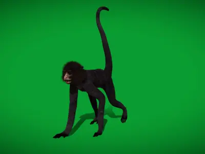 Spider Monkey Low-poly 3D model