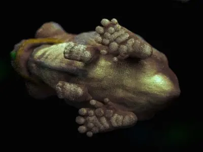 little alien reptile creature RIGGED 3D model