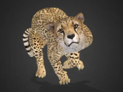 Cheetah Realistic Animated 3D model