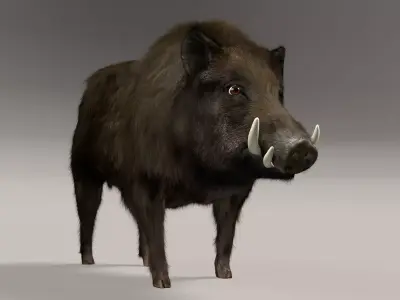 Wild Boar 3D model