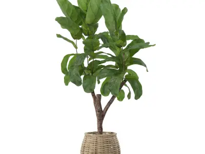 Ficus lyrata in modern flower pot 3D model purchase