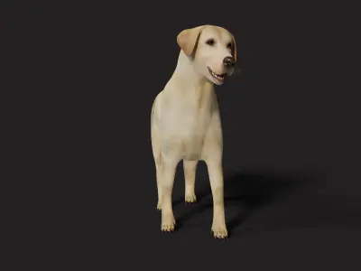 Labrador Dog Rigged with optional Fur  Low-poly 3D model