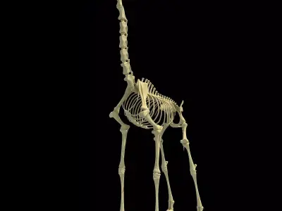 Realistic Giraffe Skeleton 3D model