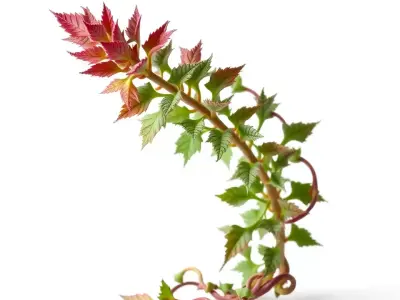 Autumn Vine model pack Low-poly 3D model