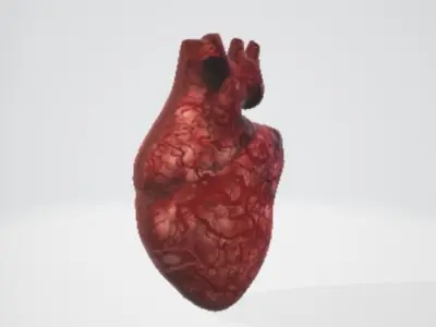 Realistic and Symbolic Heart - Beating and Still Variants Free low-poly 3D model