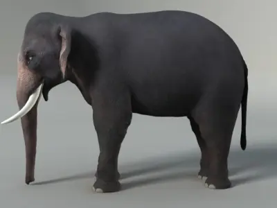 Elephant with tusks 3D model