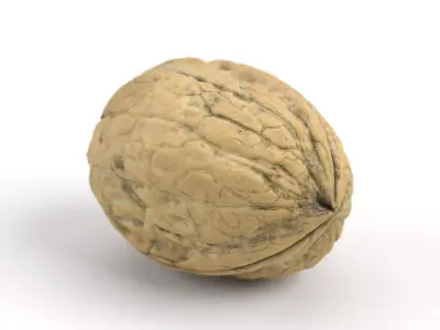 Photorealistic Walnut 3D Scan 01 3D model