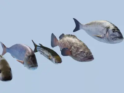  Collection of 5 photorealistic fishes animated