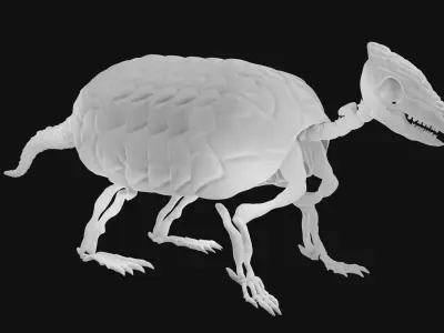 Armadillo skeleton 3D model
