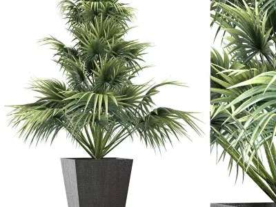 Plants Collection 192 Sabal Minor 3D model