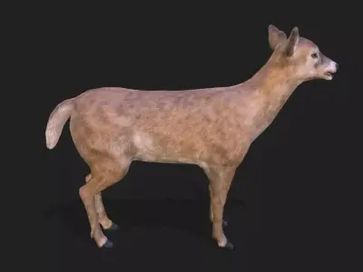 Young deer animation 3D model