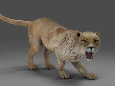 Lioness Rigged V01 in Blender Low-poly 3D model