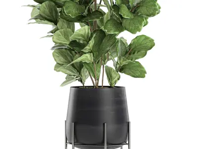 Ficus tree in a black flowerpots 667 3D model