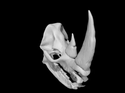 Rhino skull Low-poly 3D model