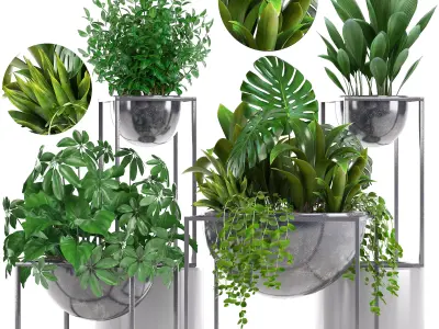 Collection Exotic plants 3D model