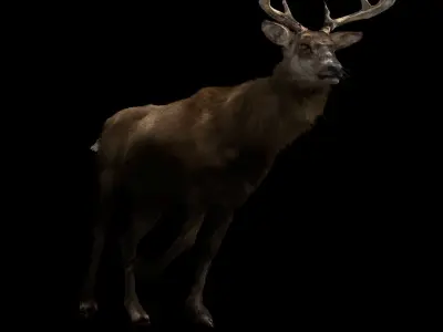 Deer fur rigged 3D model 3D model