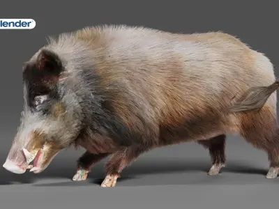 Fur Black Wild Boar Rigged V06 in Blender Low-poly 3D model