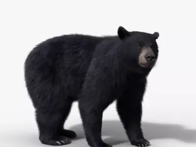 American Black Bear Rigged VFX Grace 3D model