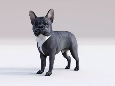 French Bulldog Rigged Animated  Low-poly 3D model