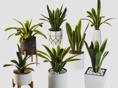 sansevieria potted plant 3D model