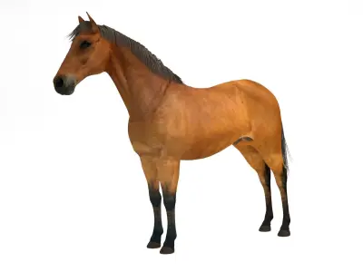 Brown Horse 3D model