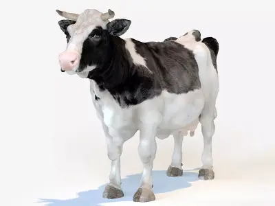 Dairy cow Low-poly 3D model buy
