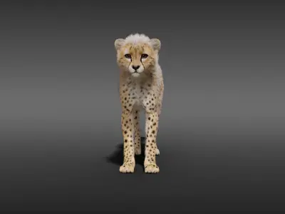 Young Cheetah Fur 3D model