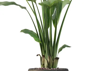 Strelitzia in black pot 3D model