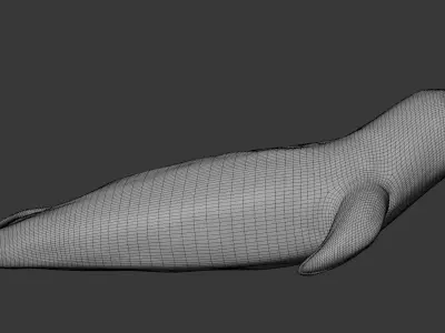 Seal - Sea Lion 3D Model 3D model