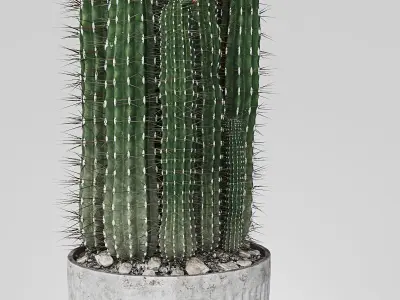 Plant 4 two cactus plants with flowers 3D model