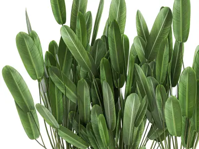 Strelitzia in a pot for the interior 757 3D model