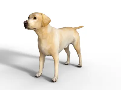 Labrador Retriever Dog Rigged Animated Low-poly 3D model