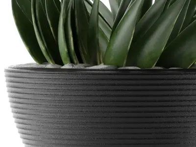 House Plant 23 3D model