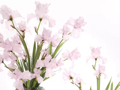 Beautiful realistic bouquet pink flowers Iris vase decor 3D model