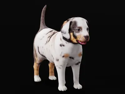 Louisiana Catahoula Leopard Puppy Dog Low-poly 3D model
