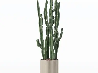 Euphorbia candelabrum cactus in modern flowerpot 3D model