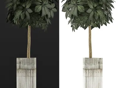 Plants Collection 65 3D model