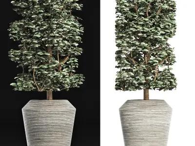Plants Collection 177 Ligustrum Lucidum 3D model