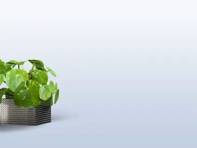 Interior small plant of pilea peperomioides   3D model