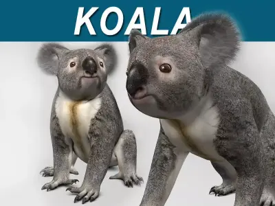 Koala 3D model