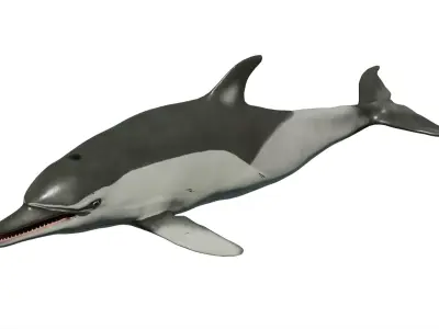 Long-billed Dolphin Low-poly 3D model