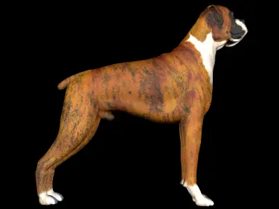 Dog Wheelchair 3D model