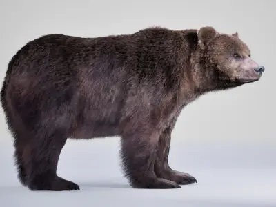 Bear Rig UNREAL project   Maya base rig 3D model