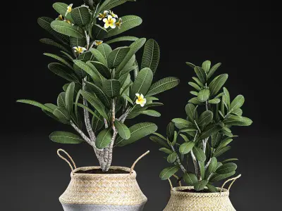Decorative plumeria trees for the interior in basket 559 3D model