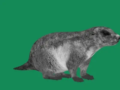 Groundhog Marmots Low-poly 3D model