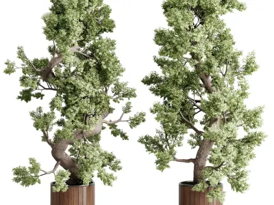 Tree bonsai in a wooden Pot - Indoor plant set 702 3D model