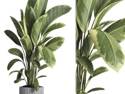 indoor plant 035 3D model